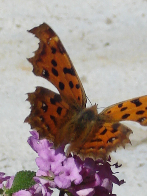 花と蝶２