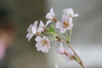 桜２