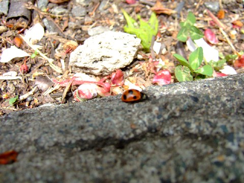 ななほしてんとう