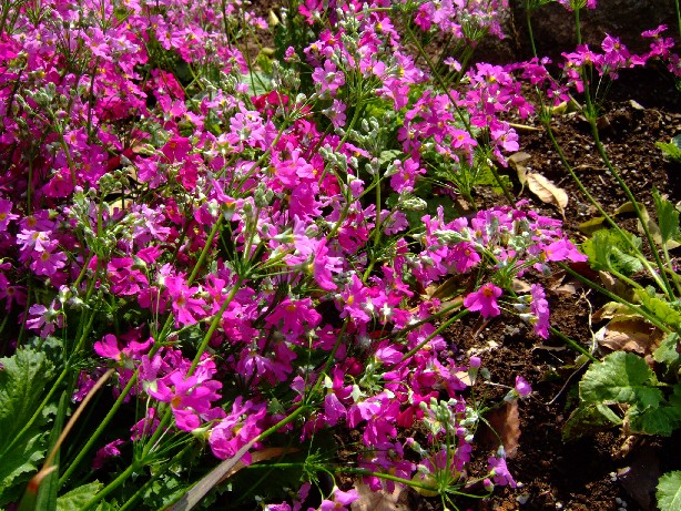 名前が分らん。