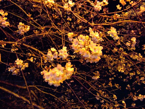 何分咲きくらいだろ。