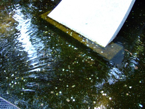 水のあるところ・・・・・