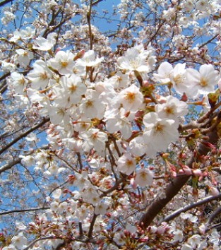 桜　ソメイヨシノ