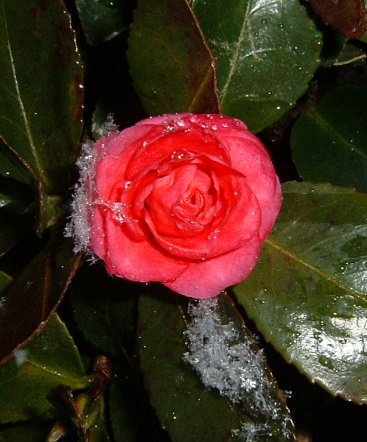 雪の山茶花