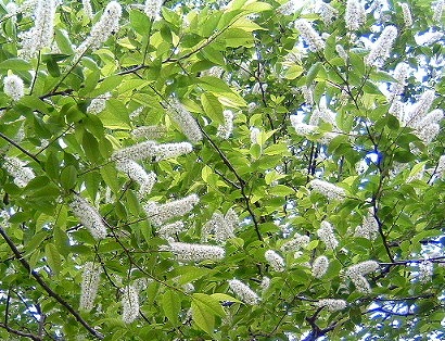 ウワミズザクラ（上溝桜）バラ科　別名：ハハカ