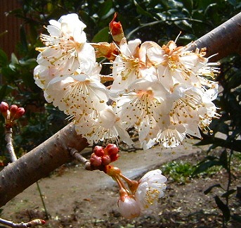 裏庭のさくらんぼの花