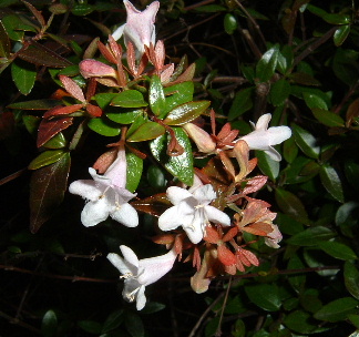 坂田の花