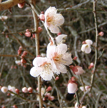 梅の花　（薄いピンク色）