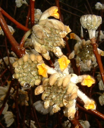 ミツマタの花