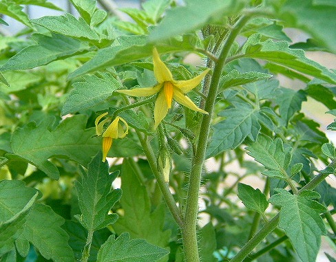 黄色い実のなるミニトマトの花