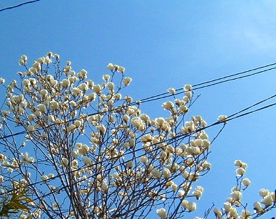 ハクモクレン　（千葉県芝山町にて）