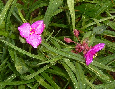 ピンクの大紫露草