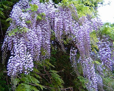 紫の藤の花