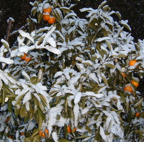 雪みかん