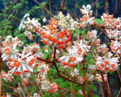 赤いミツマタの花