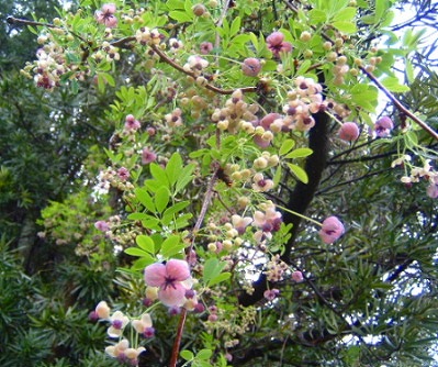 アケビの花