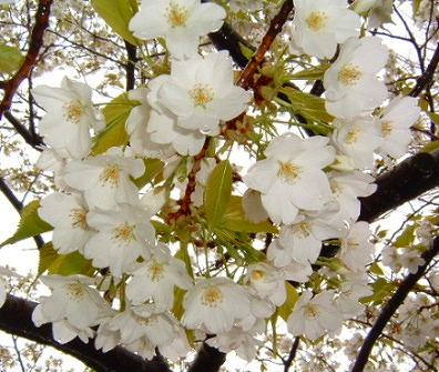 山桜