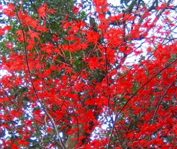 デショウジョウ（新芽が紅葉したように赤いモミジの木）