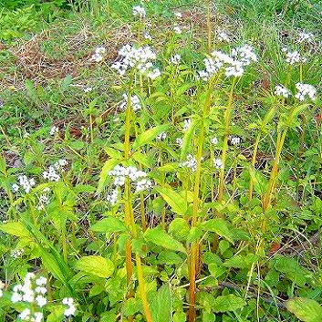 この花は？