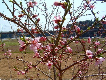 桃の花の全体