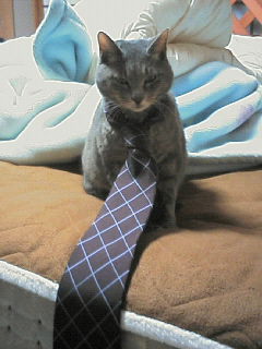 ネクタイ・レイ君♪