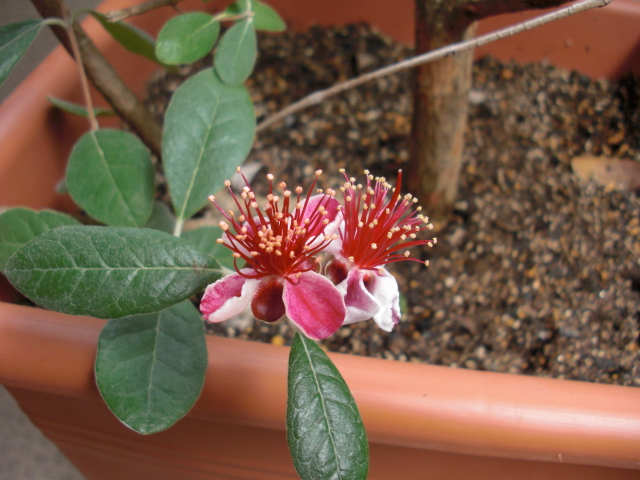 ベランダ植物 002.jpg