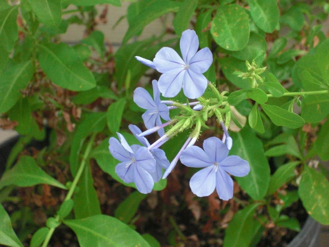 ベランダ植物 012.jpg