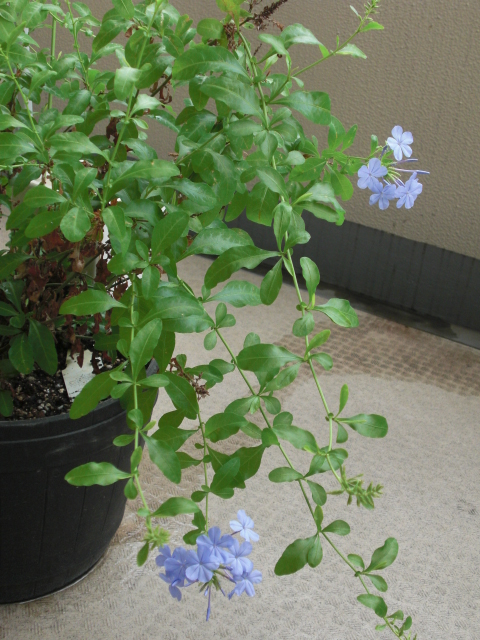 ベランダ植物 014.jpg