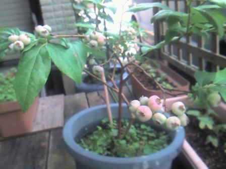 ブルーベリー実