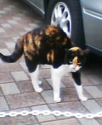 威嚇する猫