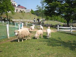 六甲山牧場