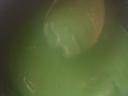 bulog 1210 395.jpg