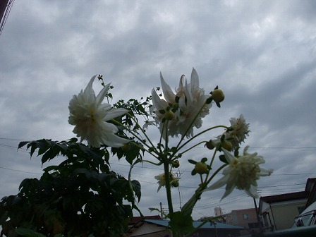 皇帝ダリア　カリフォルニア・エンジェル　20091213