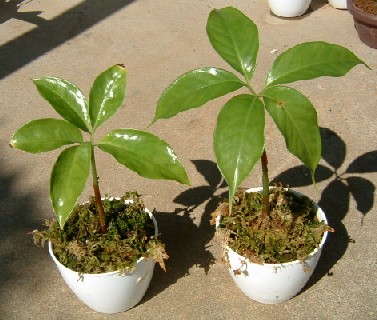 スマトラオオコンニャク in 私の自宅