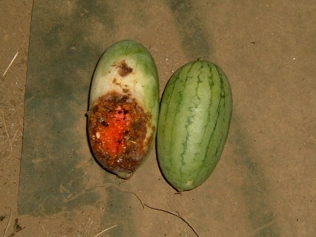 タイのスイカ　20080818-2