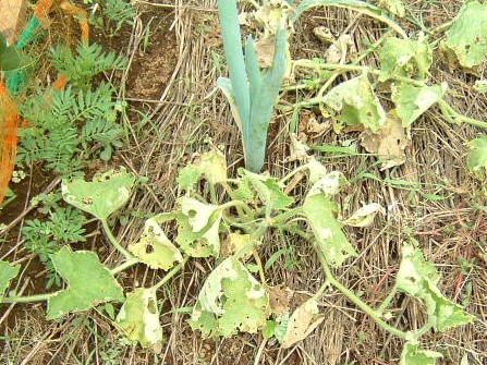 畑のハミウリ　7月7日