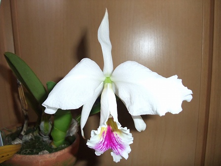 C. labiata 'Mrs E. Ashworth' 20111207