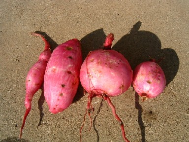 テラスライムのイモ