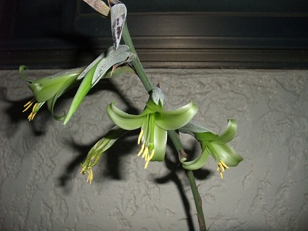 Puya mirabilis? 20090921-2