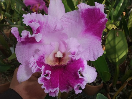 Blc. Nai Thong Leng 'No. 1' FCC/JOS　Mericlone Mutant  20111224