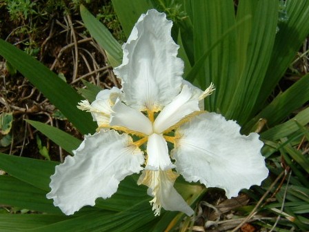 白花イチハツ　2008　その1-3