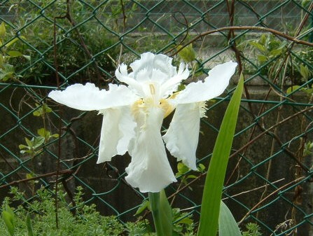 白花イチハツ　2008　その1-4