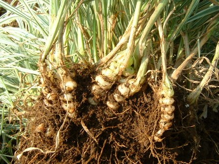 リボングラス　根茎