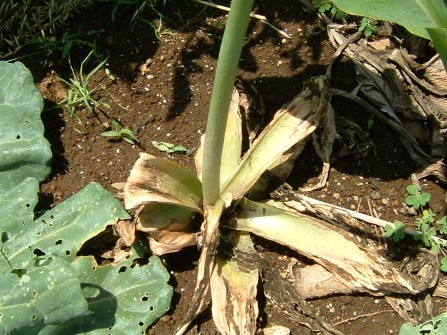 アリウム・ギカンチューム　根元
