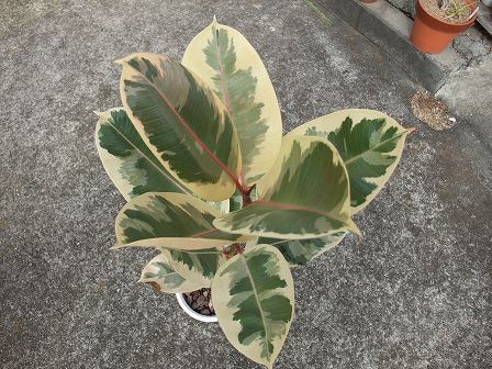 Ficus elastica 'Decora Tricolor' 20101120