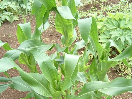 ピクニックコーンの雄花の花芽