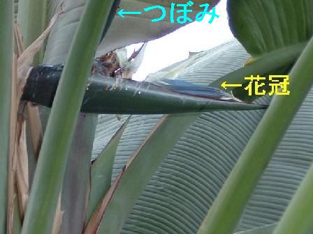 ストレリチア・ニコライの花冠