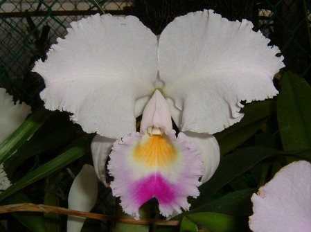 C. trianaei 'The King'