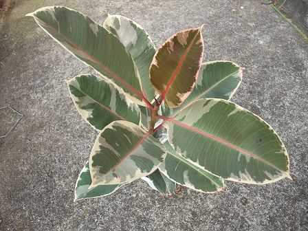 Ficus elastica 'Tineke' 20101120