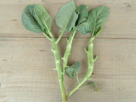 カイラン（芥藍）